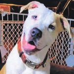 Nutmeg, in an image included in the court file.