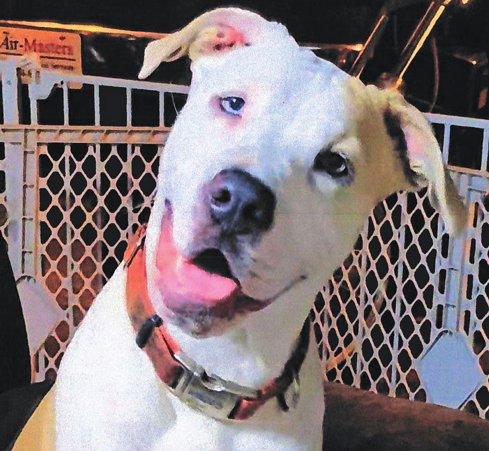 Nutmeg, in an image included in the court file.