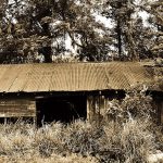 An abandoned shed in Ocoee. (Dan Tantrum)