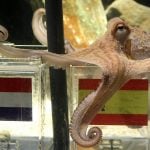 Paul the Octopus opted for Spain against the Netherlands in 2010. But how do his predictive skills compare to machine learning?