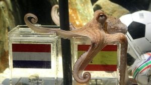 Paul the Octopus opted for Spain against the Netherlands in 2010. But how do his predictive skills compare to machine learning?