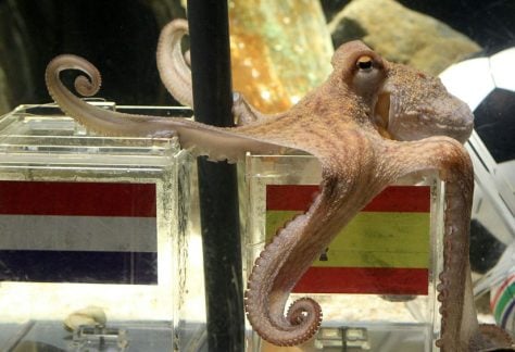 Paul the Octopus opted for Spain against the Netherlands in 2010. But how do his predictive skills compare to machine learning?