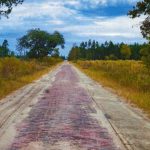 Old Brick Road in west Palm Coast's undeveloped scrub. There's no other road like it in Florida, its rust-colored bricks cutting a path through land slated for development, and now given over to logging--and logging trucks. (Flagler County)