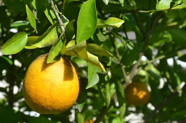 florida citrus production oranges down