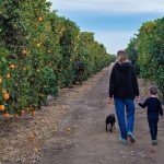 florida orange groves