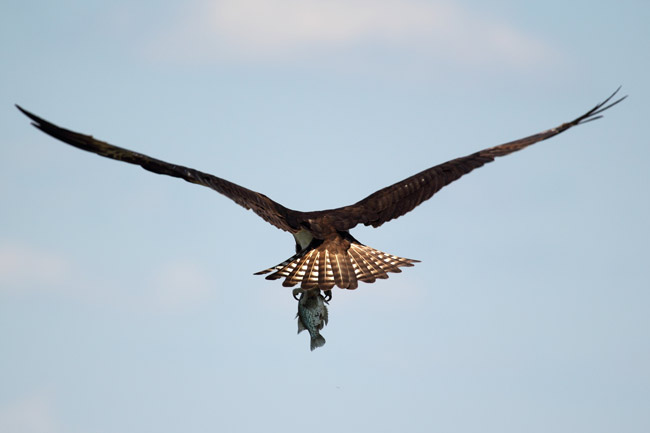 osprey capture