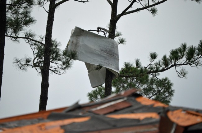 A chunk of siding ended up wrapped high on a tree. Click on the image for larger view. (© FlaglerLive)