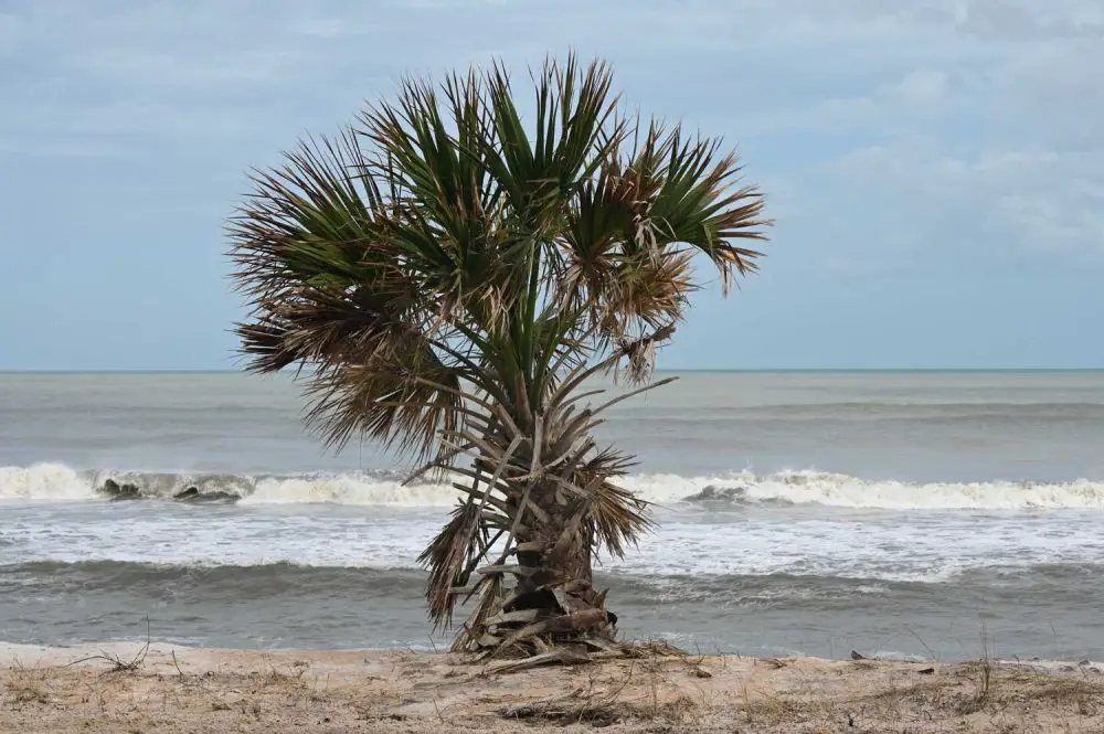 A palm tree at the south end of Flagler County teeters on the edge of a vanished dune, three-quarters of its roots exposed, ready to tumble. The tree symbolizes the consequences of Tropical Storm Nicole on Flagler County's coast, where A1A, homes and the county's tourism economy are similarly teetering. (© FlaglerLive)