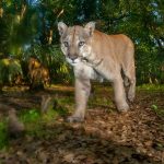 Florida panthers are a federally endangered species.