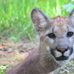 A Florida panther. (FWC)
