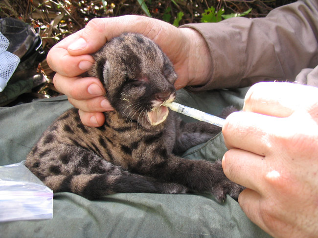 A panther kitten undergoing a veterinary check-up. (FWC)