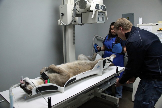 It's a dog's life: the panther getting X-rayed. (FWC)