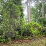 A view of some of the acreage for the planned Phoenix Crossings apartment complex doesn't look like much other than wild woods, which is just what worries county commissioners when they hear that the apartments will be ready for occupancy in 17 months. (© FlaglerLive)
