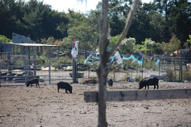 pig sanctuary