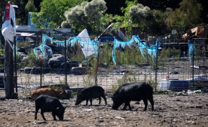 pigs pig sanctuary bunnell 