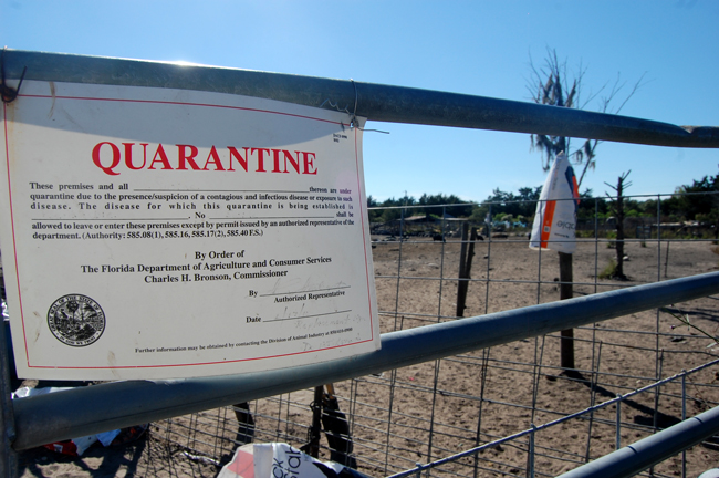 pig sanctuary bunnell quarantine lory yazurlo public health 