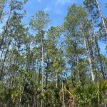 The pines on the 39 acres on a parcel along State Road 100 in Palm Coast that would soon be converted to a shopping center similar to Airport Commons. (Palm Coast)