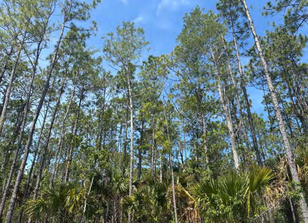 The pines on the 39 acres on a parcel along State Road 100 in Palm Coast that would soon be converted to a shopping center similar to Airport Commons. (Palm Coast)