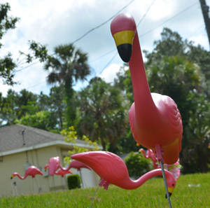 don featherstone is dead pink flamingos