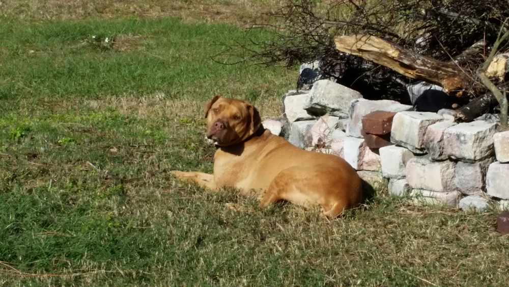 pitbull dog running