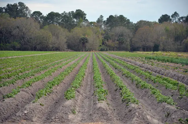 flagler county soil and water conservation board