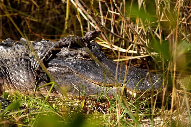 alligator with baby