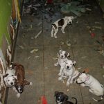 The scene inside Ruth Rupprecht's animal rescue operation. (FCSO)