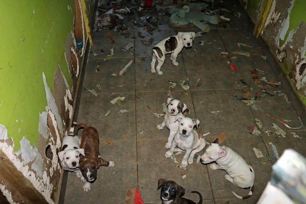 The scene inside Ruth Rupprecht's animal rescue operation. (FCSO)