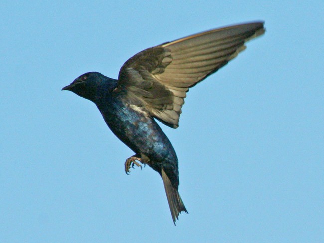 purple martin