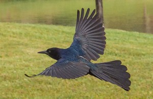 purple martin