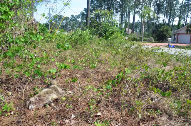 The raccoon that a Flagler County Sheriff's deputy shot and killed at 10:30 a.m. today (April 11) was then disposed of and left in a lot at the intersection of Rickenbacker Drive and Rippling Brook Drive, where it remained late this afternoon. Click on the image for larger view. (© FlaglerLive)