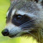 "Raccoons are amongst the most intelligent of Florida’s wildlife," the Florida Fish and Wildlife Conservation Commission says. They control rodents, but are also nuisance animals, and can be rabid. (FWC)