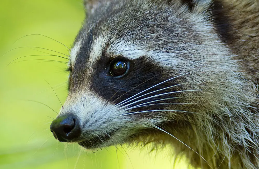 "Raccoons are amongst the most intelligent of Florida’s wildlife," the Florida Fish and Wildlife Conservation Commission says. They control rodents, but are also nuisance animals, and can be rabid. (FWC)