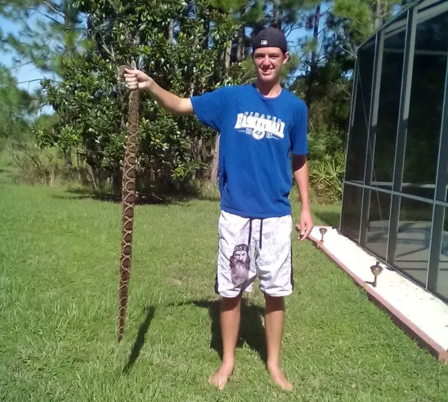 palm coast rattle snake