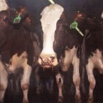 raw milk infections