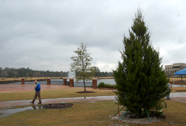 Town Center's new Southern Redcedar, a gift to the city by the Palm Coast Garden Club. Bill Butler, the city's landscape architect, to the left, was largely instrumental in enabling the git and making the tree the future focal point of Christmas tree-lighting ceremonies. (© FlaglerLive)