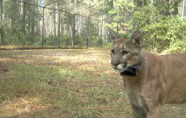 Nine months old when the panther suffered an injury and was taken in for rehabilitation, she was photographed last October, and released on March 10 back into the wild. (FWC)