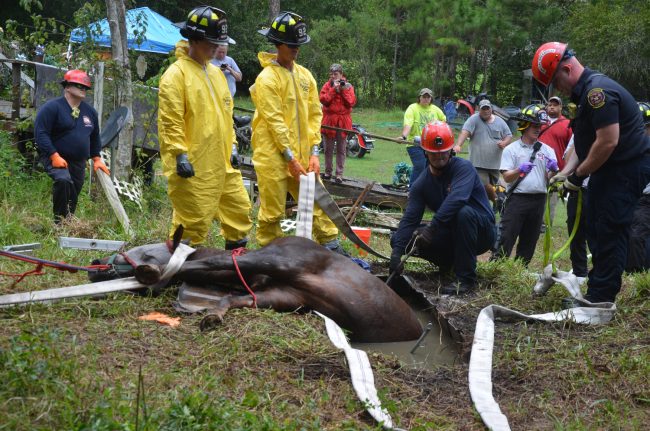 horse rescue