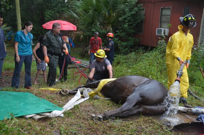 horse rescue