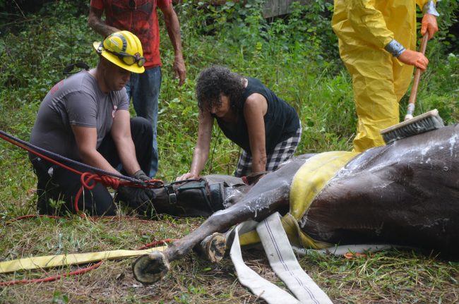 horse rescue