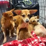 A few of the rescued dogs. (Smart)