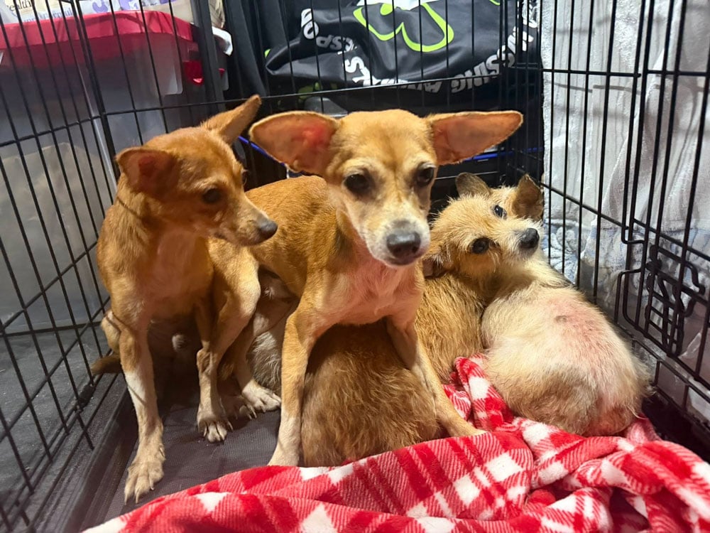 A few of the rescued dogs. (Smart)