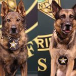 Retired K-9s Odin (Left) and Baro (Right)