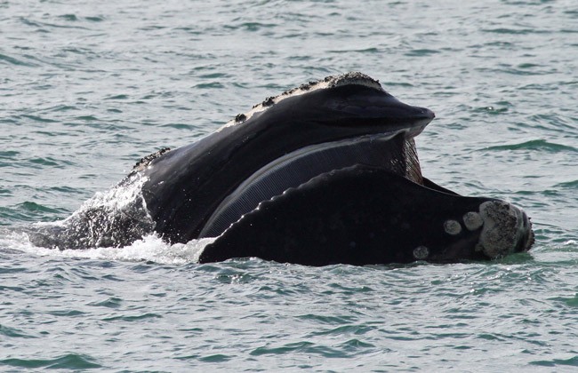 right whales