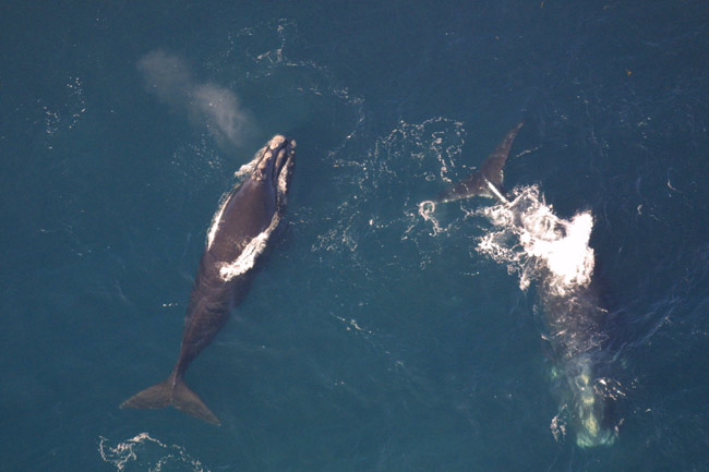 right whale gromling