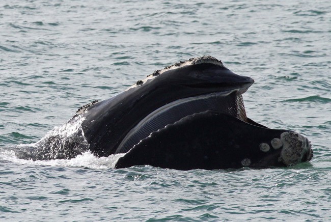 right whale fracking