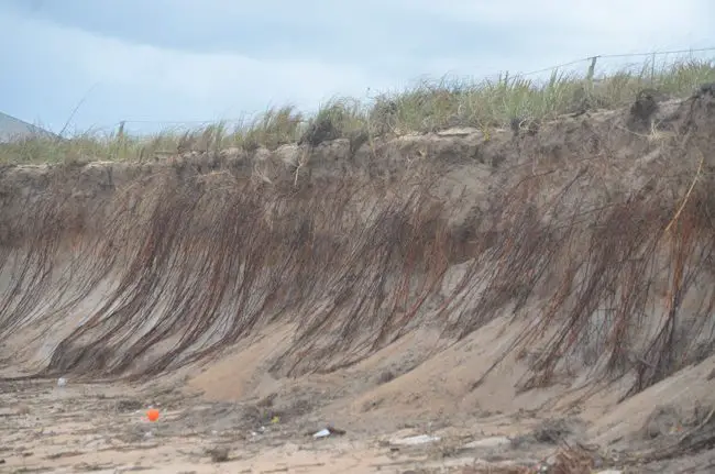 Hurricane Matthew turned sand dunes like these, just south of Varn Park, into sand cliffs, eroding enormous chunks and exposing long-buried roots--or, as was the case in today's find, apparent human bones. (c FlaglerLive)