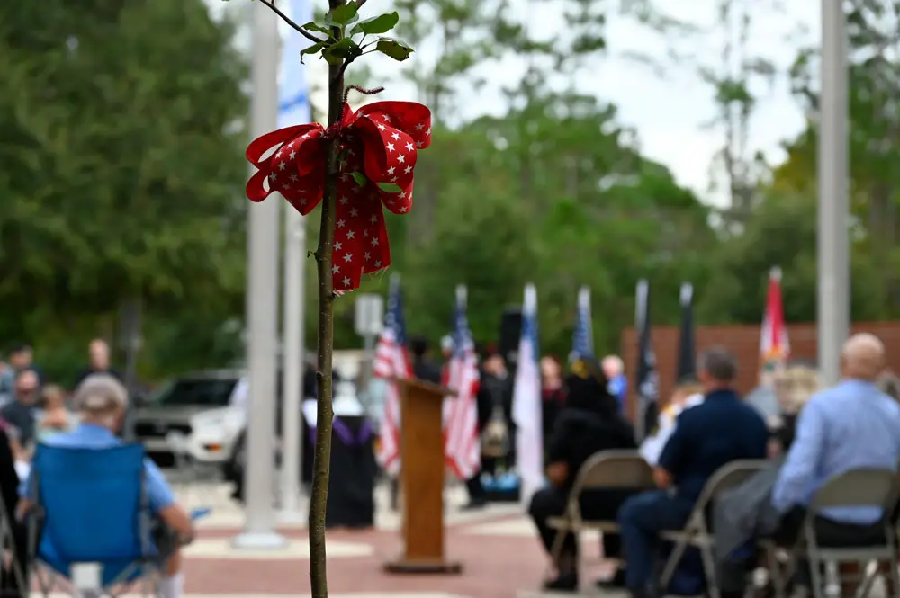 A sapling from the Survivor Tree at Ground Zero, now in Palm Coast's Heroes Park. It was dedicated during a 9/11 ceremony Saturday. (© FlaglerLive)