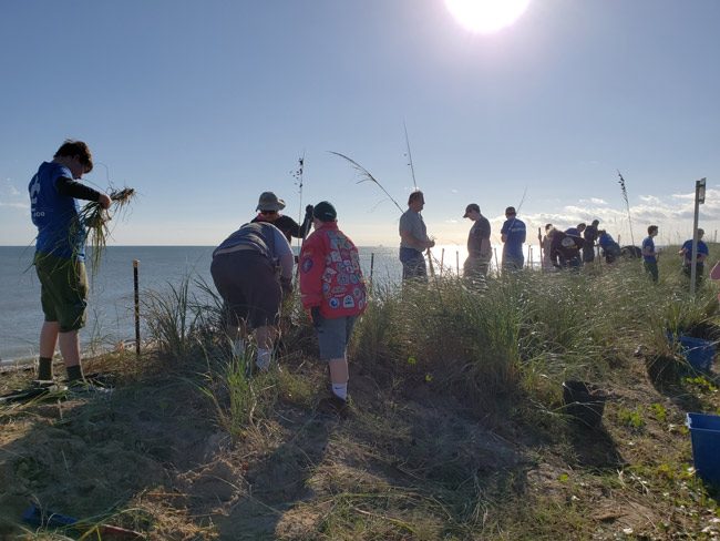 scouts replant dunes in flagler beach