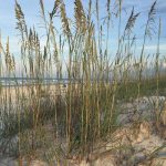 Sea oats. (UF/IFAS)